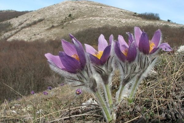 Прострел Крымский